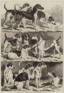 农业会议，林肯，奖Foxhounds
